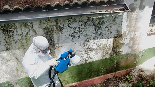 Top rated local Mold Remediation specialists in Clifton, TN